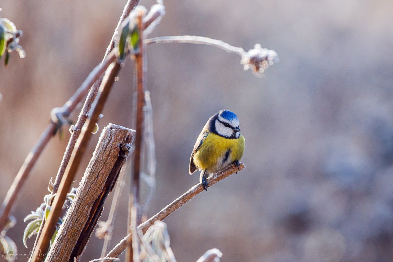 Blaumeise auf winterlichen Rebstöcken