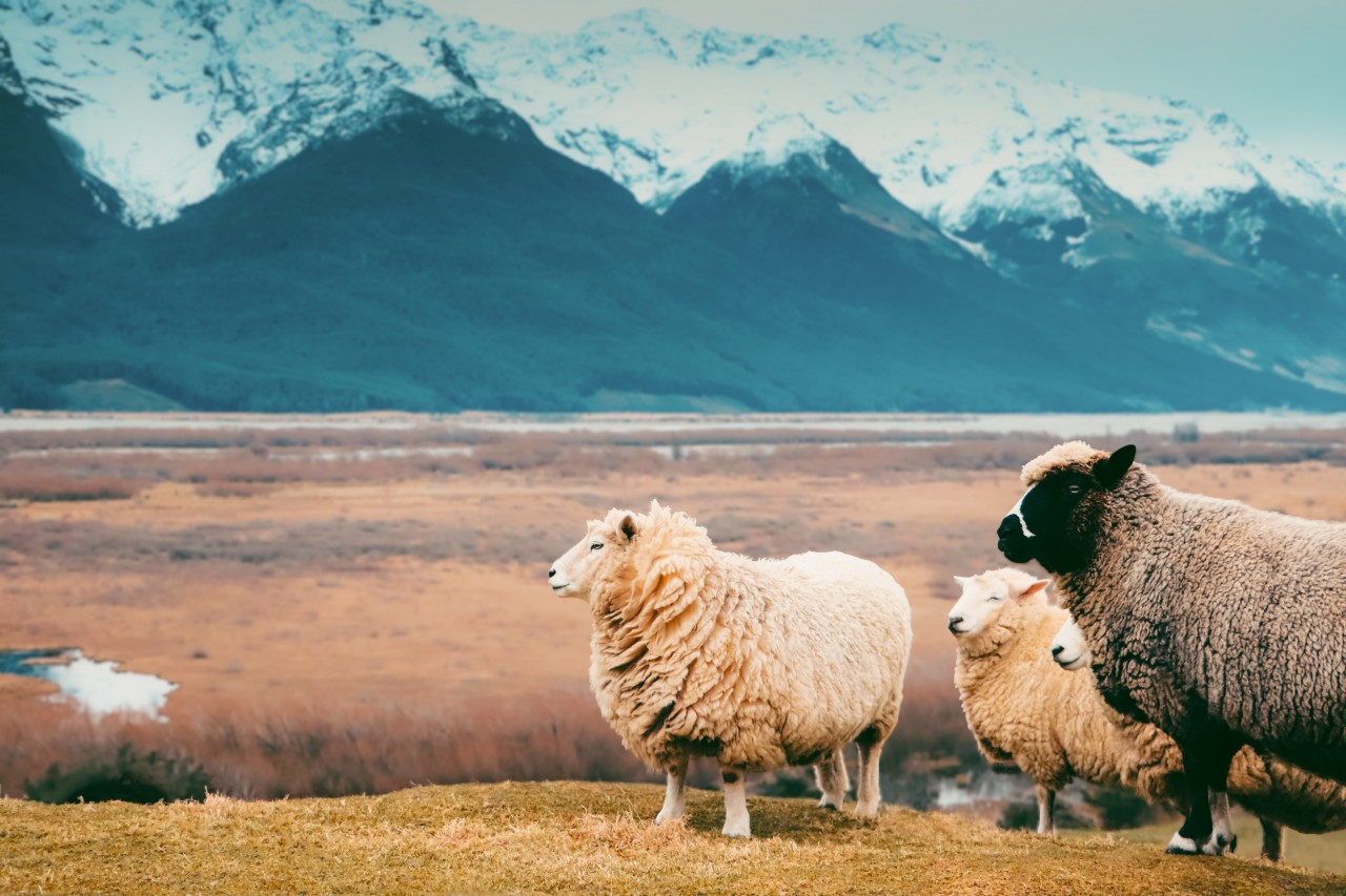 Landscape with merino sheep