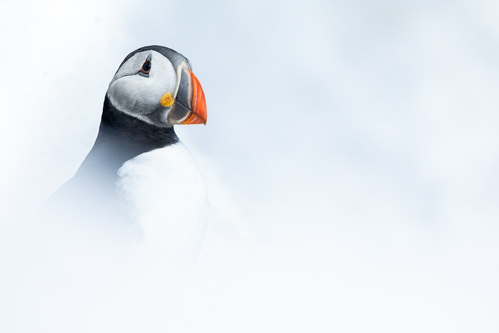 Puffin in snow 