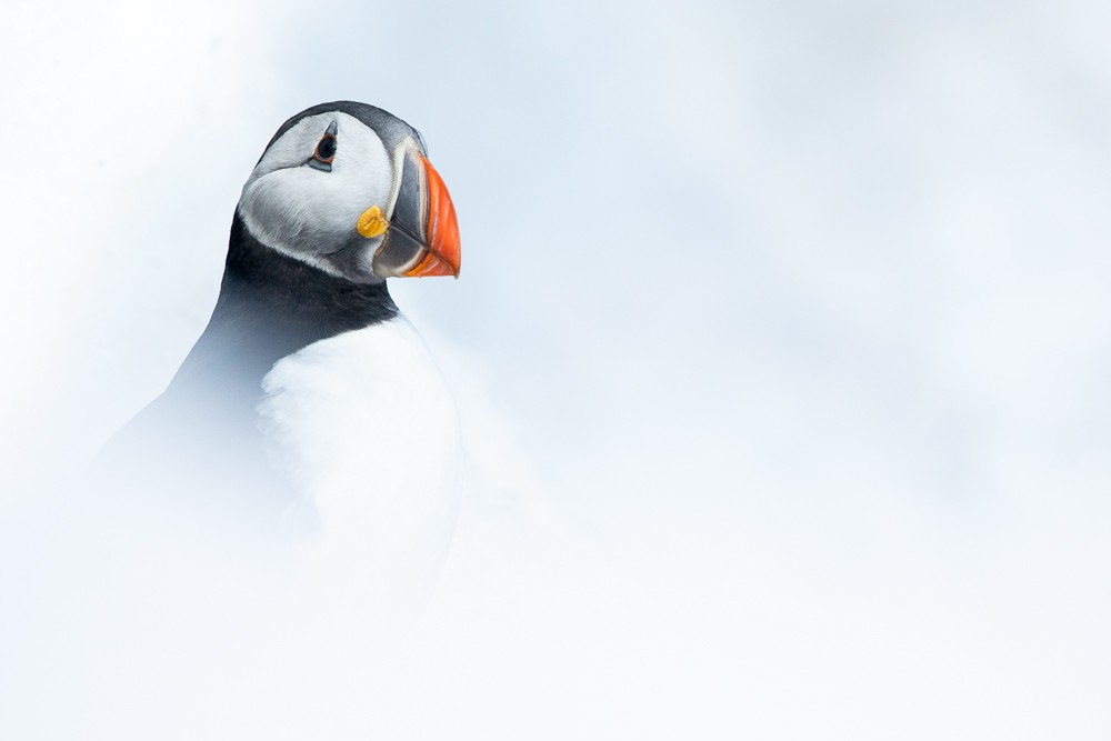 Pulcinella di mare nella neve