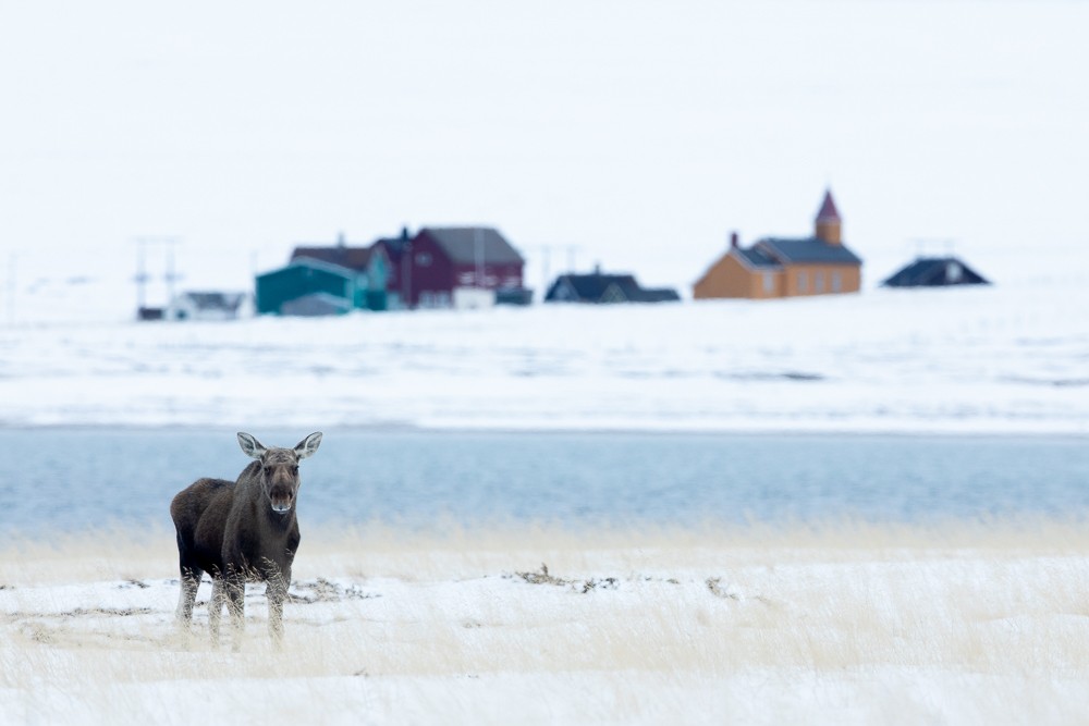 Reindeer in snow with village in background