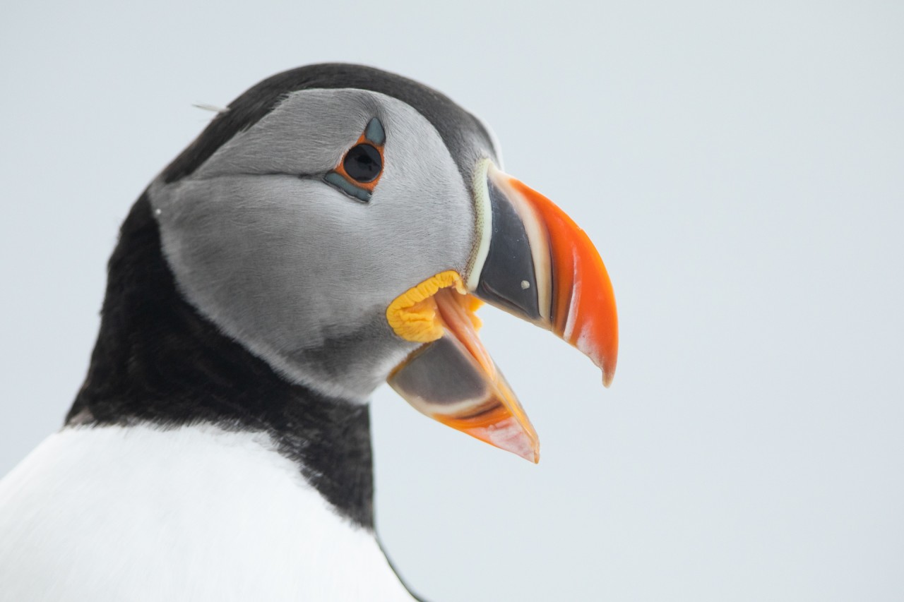 Puffins in the snow