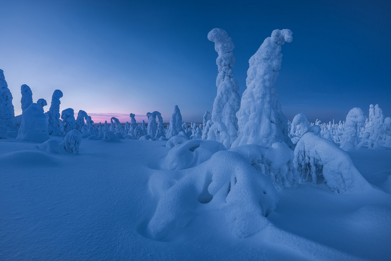 Bizarre snow figures - Lapland's typical snow trees