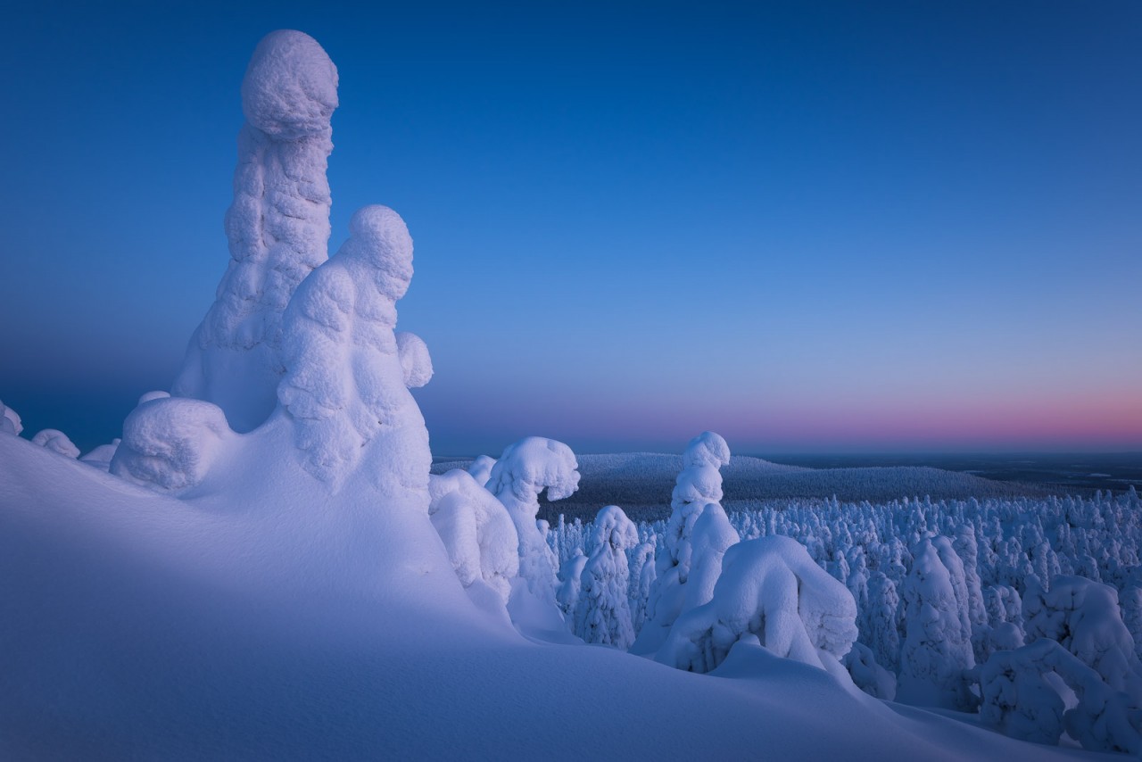 Iced snow trees in a pink sunset