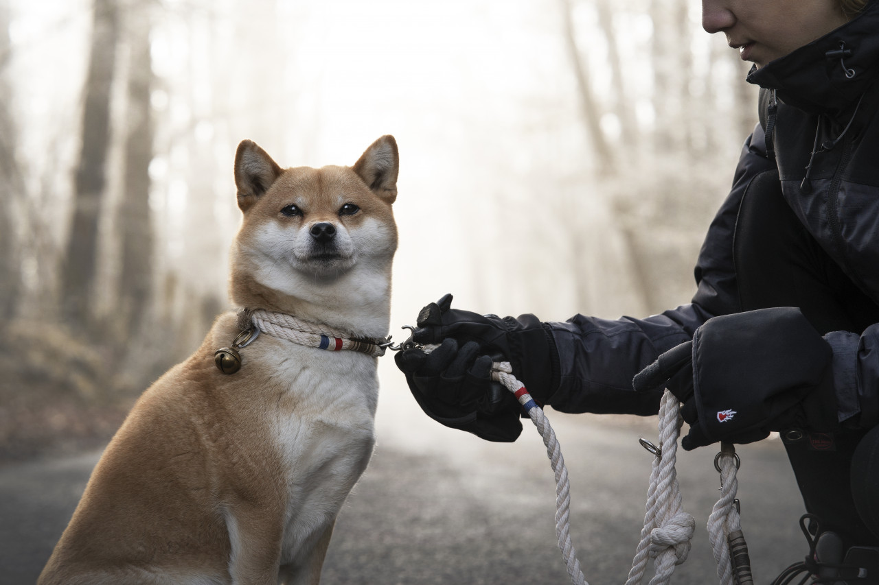 Perro atado por mujer con guantes