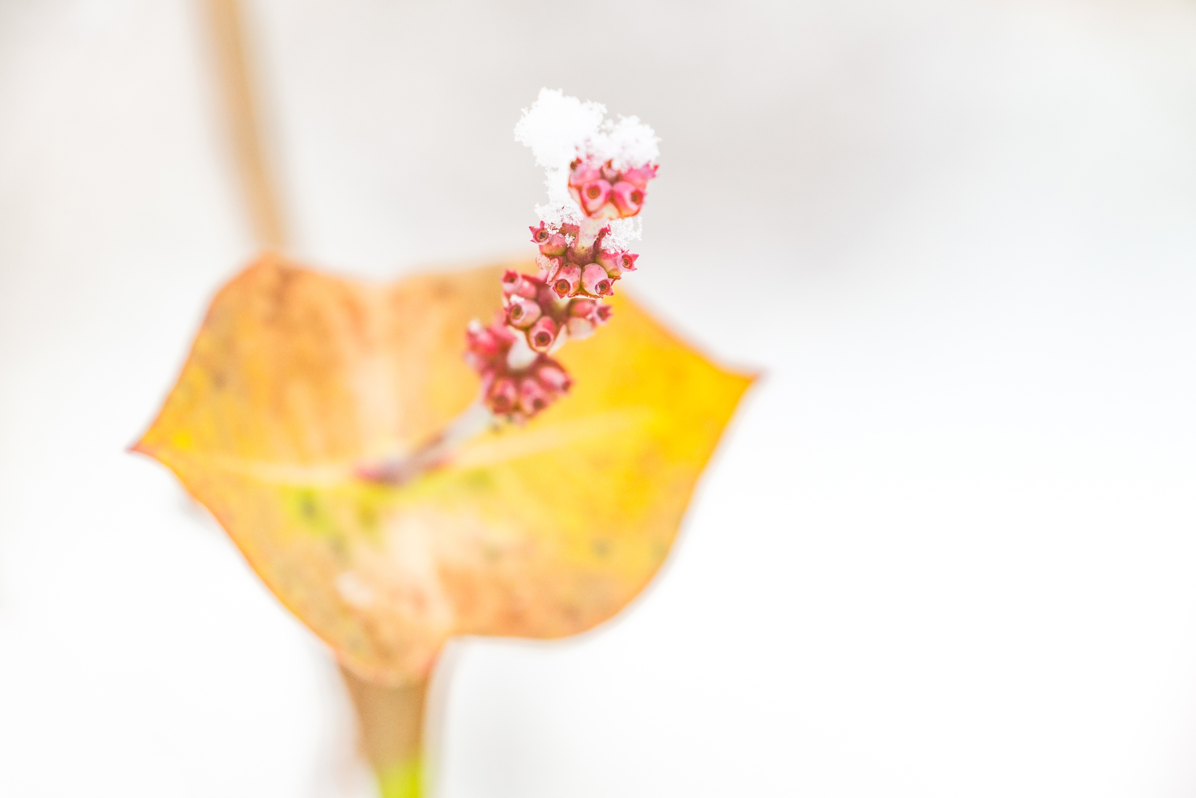 Pink winter blossom creating a colorful contrast against the white snow.