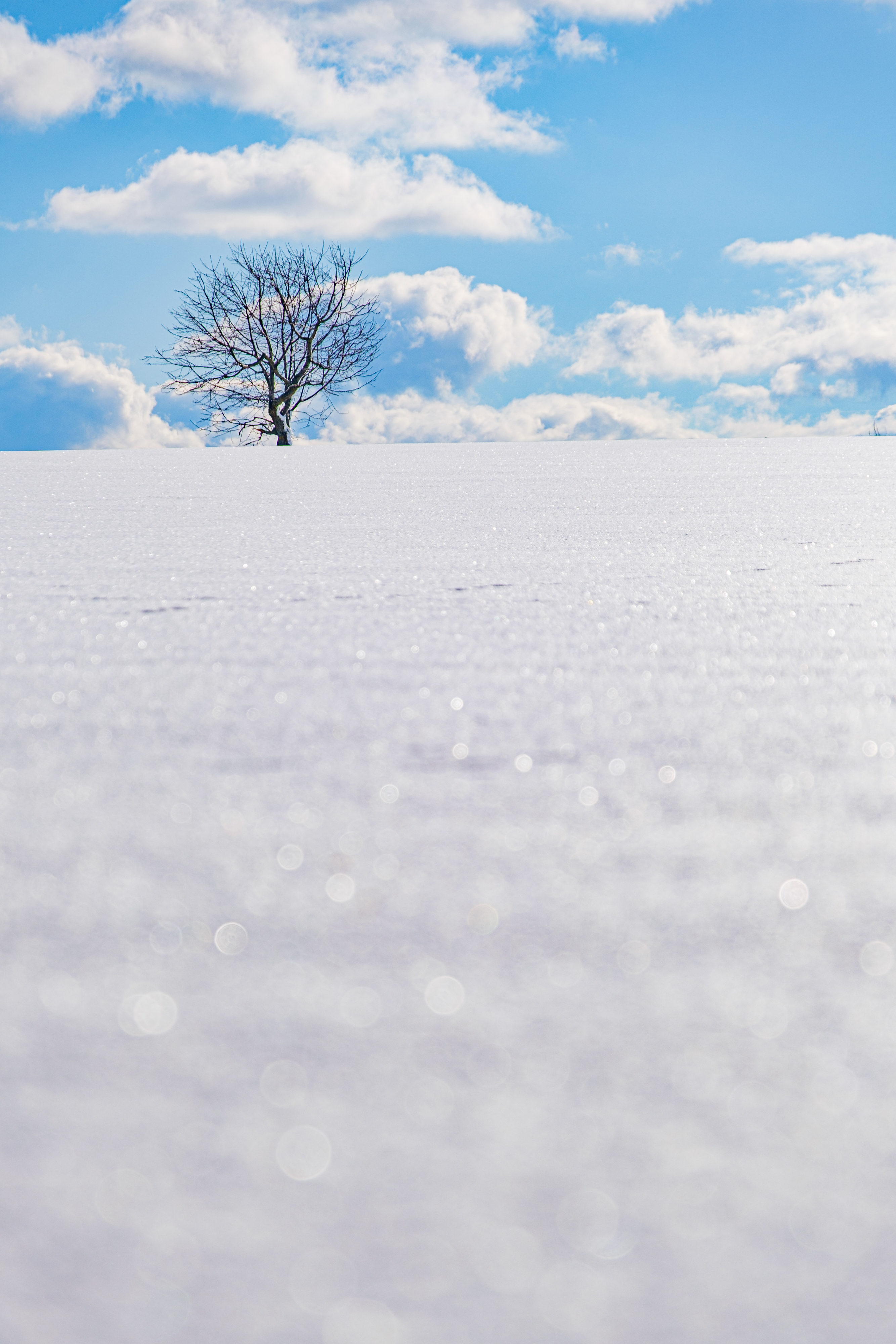 Solitary tree as a focal point in a snow-covered winter landscape.
