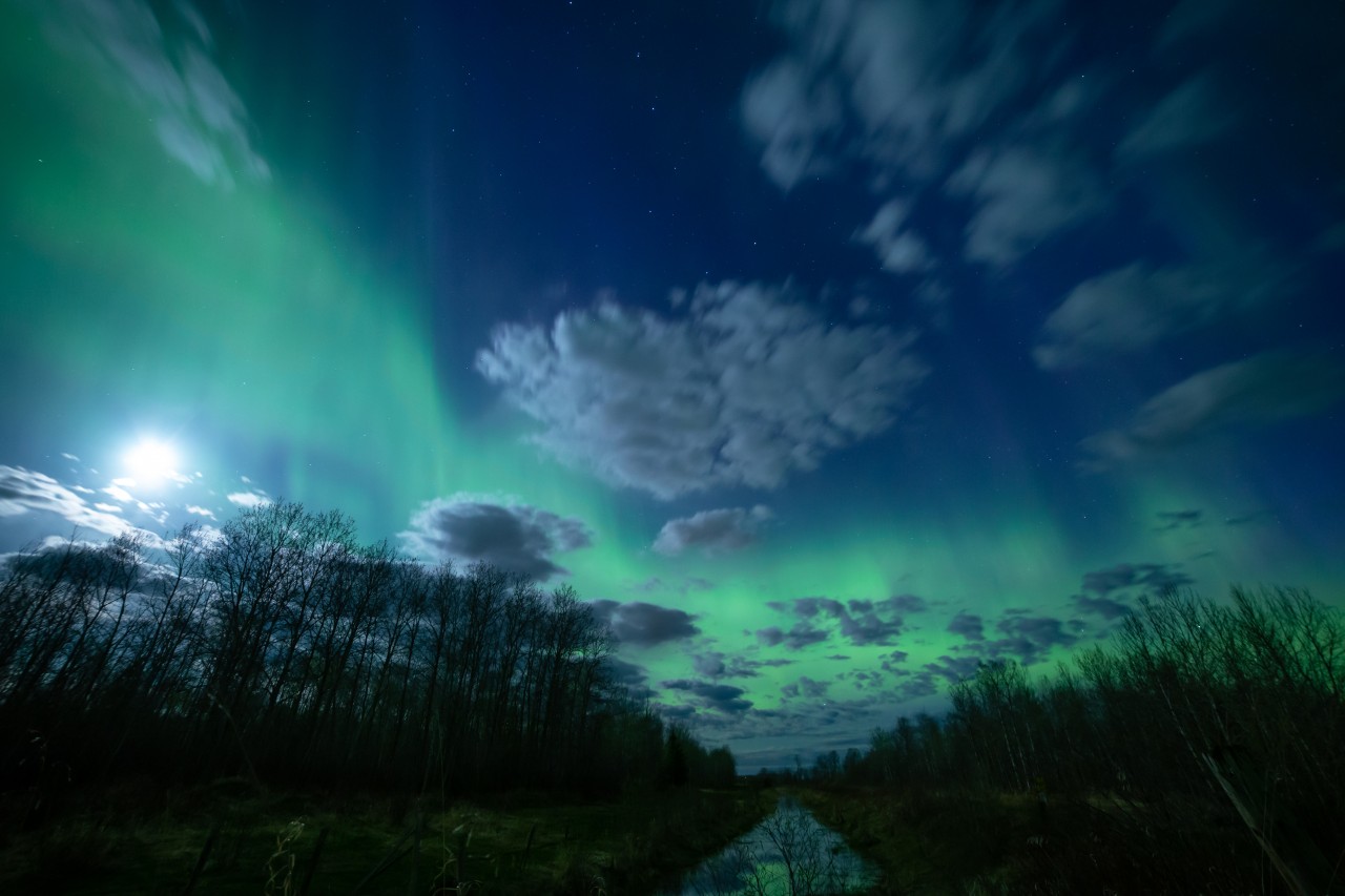 Fotografía invernal de la aurora boreal sobre un bosque