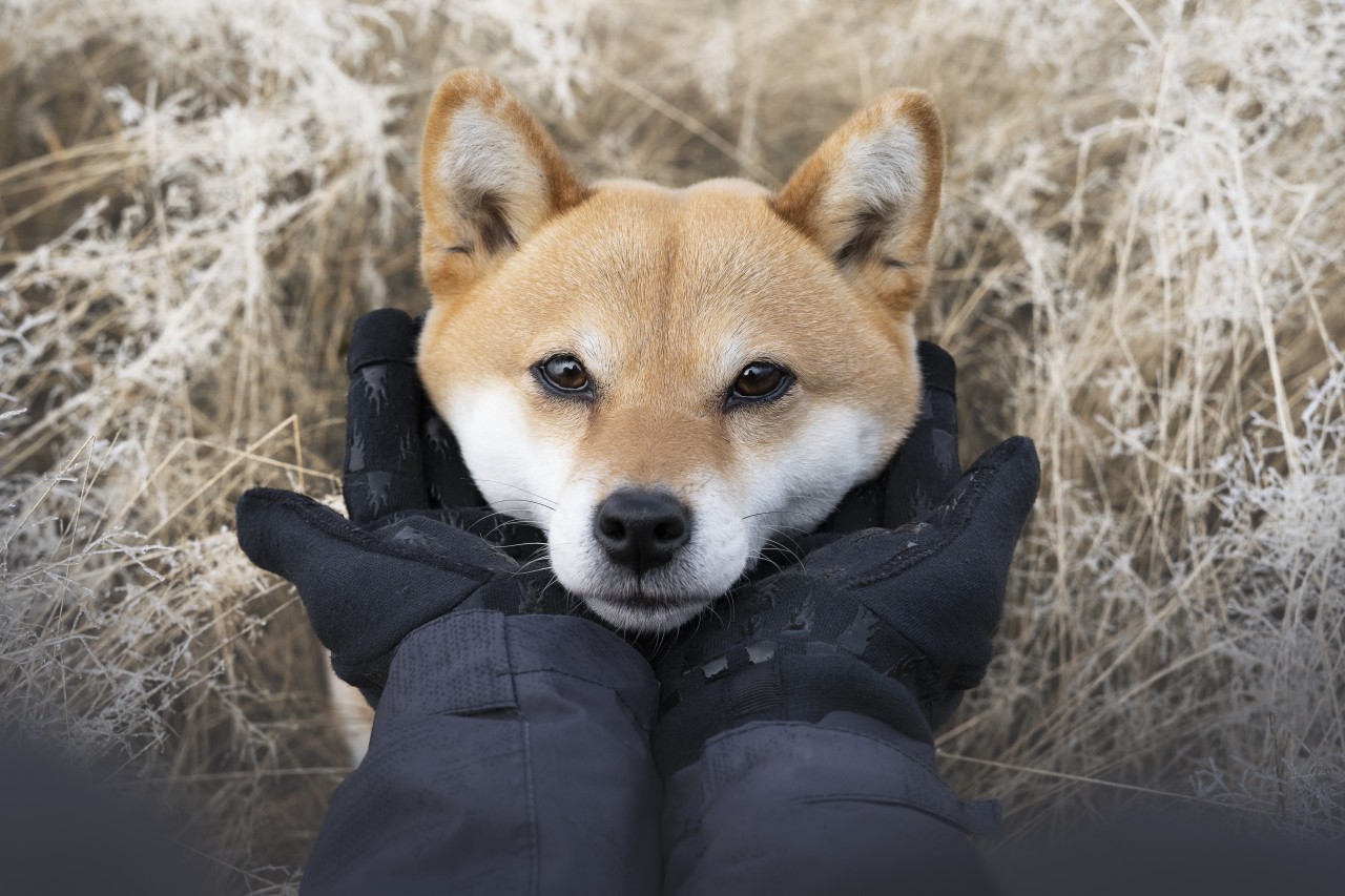 Dog is hugged with hands wearing merino gloves
