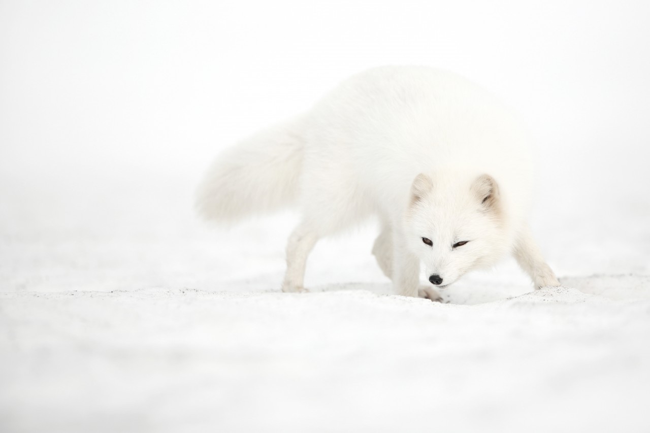 ein einzelner weißer Polarfuchs im Winter