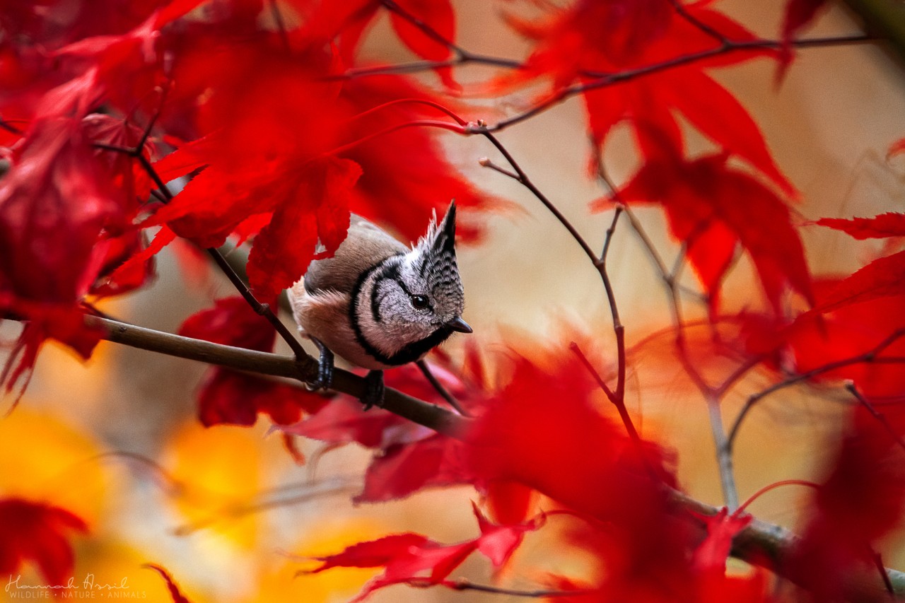 Crested Tit on a branch amidst red maple leaves