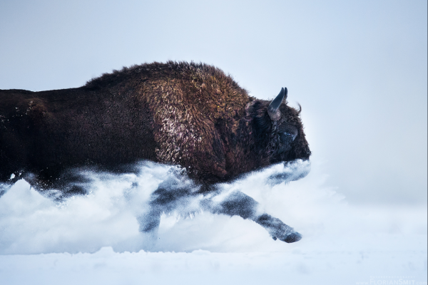 Bison in the Snow - Photographed by Florian Smit